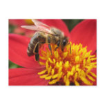 Dahlia (red) post cards