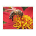 Dahlia (red) postcards