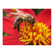 Dahlia (red) posters