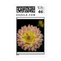 Dahlia Stamp stamps