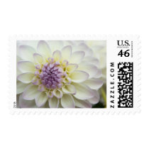 Dahlia Stamp