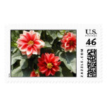 Dahlia Stamp