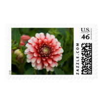 Dahlia Stamp