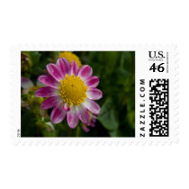 Dahlia Stamp