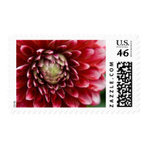 Dahlia Stamp