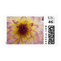 Dahlia Stamp