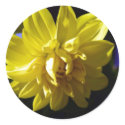 Dahlia stickers by greatphotos Dahlia stickers