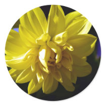 Dahlia stickers
