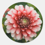 Dahlia Sticker