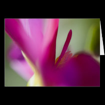 Dahlia up close greeting card cards