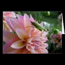Dahlia with Cricket cards