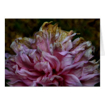 Dahliapast Greeting Card