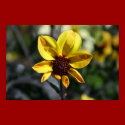 "Dahlia's Morning" posters by michaelsnydermusic "Dahlia's Morning" posters