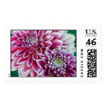 Dahlias Postage - Large