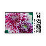 Dahlias Postage - Medium