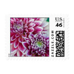 Dahlias Postage - Small