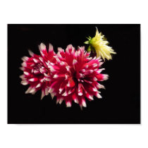 Dahlias Poster