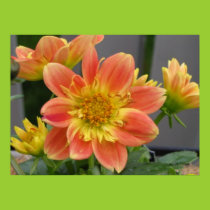 Dahlias Poster posters
