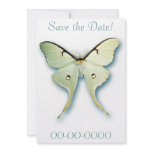 Daint White Butterfly Invitations