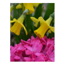 dainty daffodils postcard