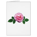 Dainty Pink Rose Dainty Pink Rose