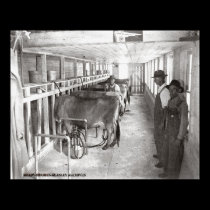 Dairy Barn posters
