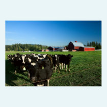 Dairy Cattle and Red Barn Print posters