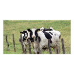 Dairy Cattle photo cards