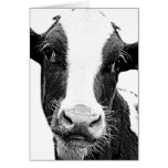 Dairy Cow - Black and White Dairy Calf cards
