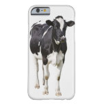 Dairy cow (Bos taurus) on white background Barely There iPhone 6 Case