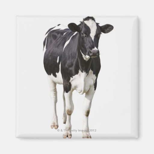 Dairy cow (Bos taurus) on white background Fridge Magnets
