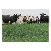 Dairy Cow Card