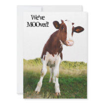 Dairy Cow -  Painted Brown & White Holstein Custom Invitations