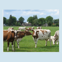 Dairy Cows Looking at You Postcard postcards