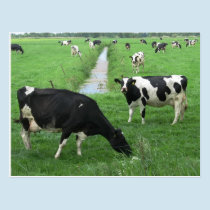 Dairy Cows Postcard postcards