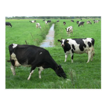 Dairy Cows Postcard