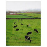 Dairy Farm flyers