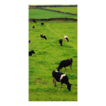 Dairy Farm photo cards