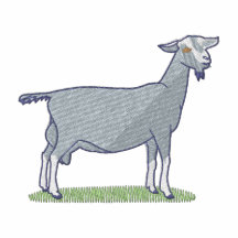 Dairy Goat