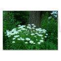 Daises For You! Greeting/Note Cards