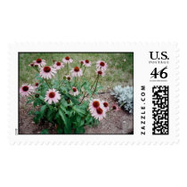 daisey postage