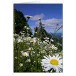 Daisies 01 cards
