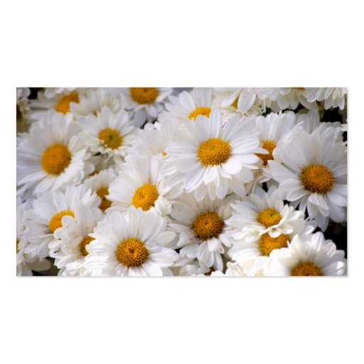 Daisies Abound [Business] Business Cards (front side)