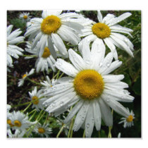 Daisies After The Rain