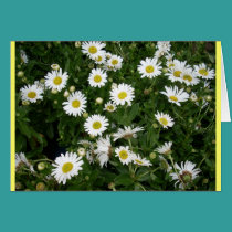 Daisies Aplenty cards