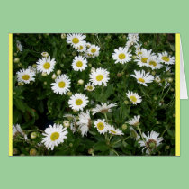 Daisies Aplenty cards