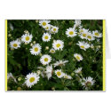 Daisies Aplenty cards