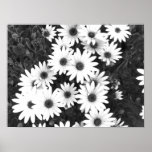 Daisies Black and White Print