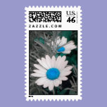 Daisies -Blue Postage postage