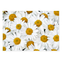 Daisies Business Card Template